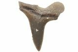 Bargain, Fossil Ginsu Shark (Cretoxyrhina) Tooth - Kansas #219155-1